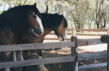 Photograph of two horses behind fence