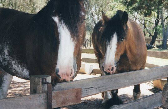 a photograph of two clydesdales