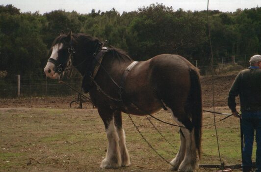 Photograph of Clydesdale and handler