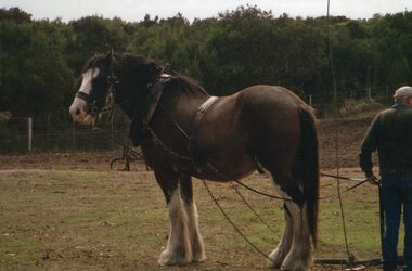 Photograph of Clydesdale and handler