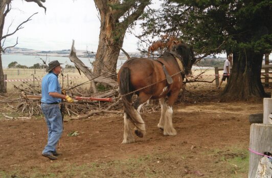 Photograph of working horse and man