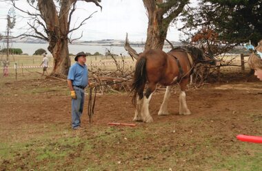 Photograph - Photograph of working horse and man, 30/03/2013