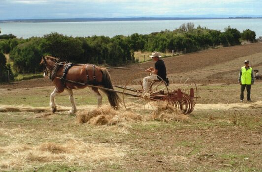 Photograph of horse pulling hay rake
