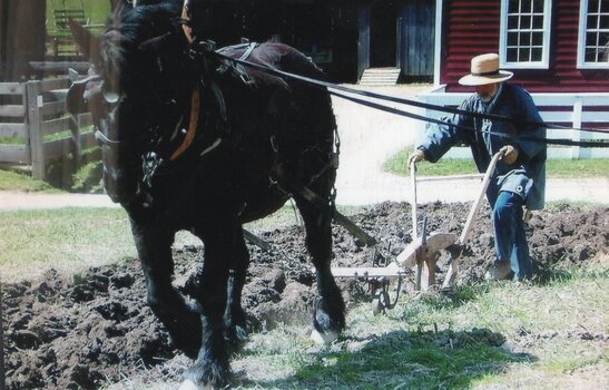 Photograph of man ploughing with horse