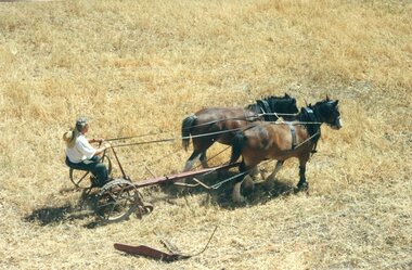 Photograph of horses and hay raker