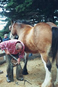 Photograph of man shoeing a horse
