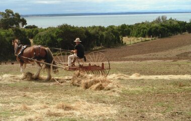 Photograph of horse pulling hay raker