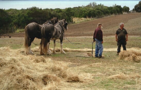 Photograph of working horse team and handler