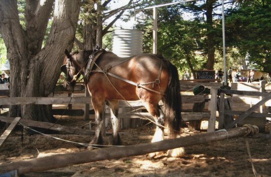Photograph of a Clydesdale operating a water pump