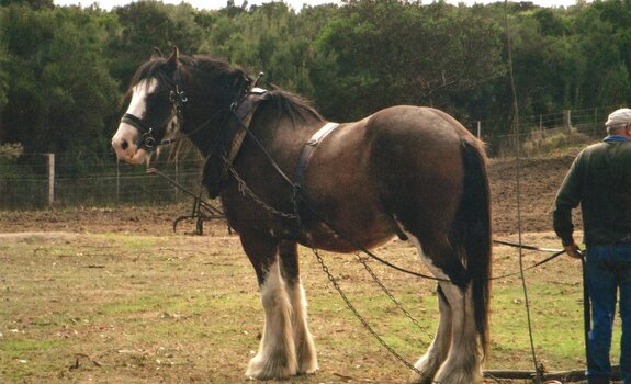 Photograph of a resting working horse