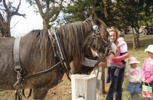 Photograph of a resting working horse being patted