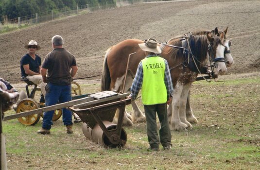 Photograph of a group of people and a team of working horses