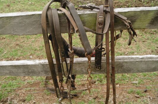 Photograph of horse harness
