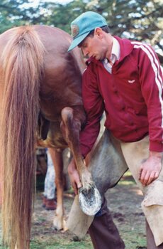 Photograph of man preparing shoeing a horse