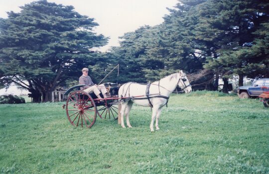 Photograph of a white horse hitched to a cart
