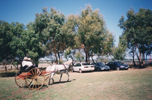 Photograph of white horse pulling a cart