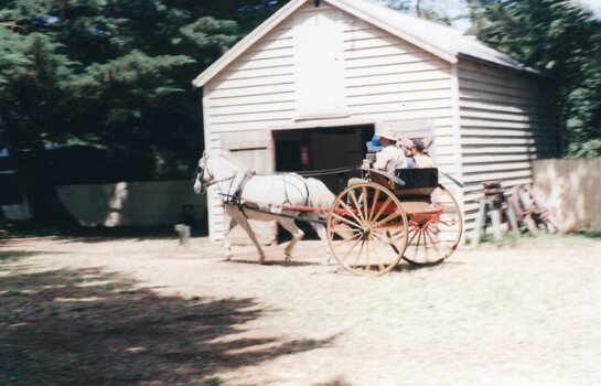Photograph of white horse pulling a cart