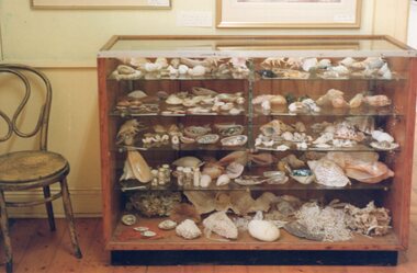 Photograph of shells in a shelved vitrine