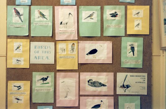 Photograph of 'Birds of this area' display