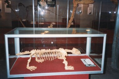 Photograph of small skeleton in glass vitrine