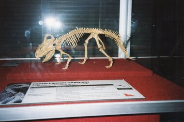 Photograph of skeleton of Protoceratops Andrewsi in vitrine