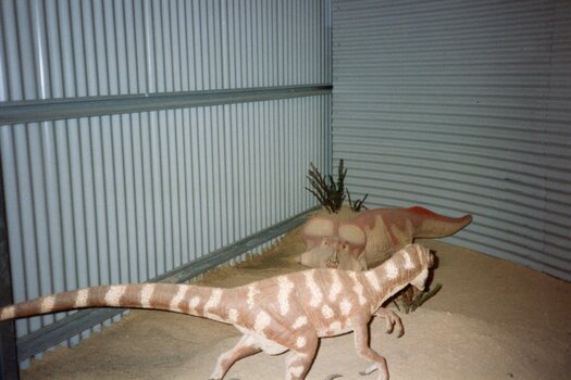 Photograph of two dinosaur models 