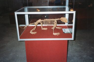 Photograph of skeleton in a vitrine