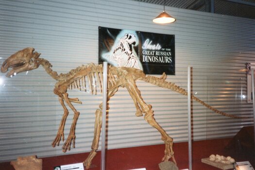 Photograph of dinosaur skeleton 