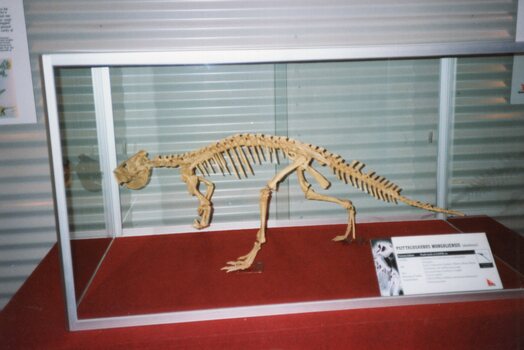 Photograph of a skeleton of Psittacosaurus Mongoliensis 
