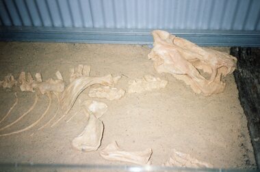 Photograph of a half-buried skeleton