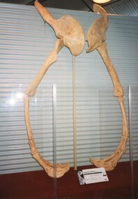 Photograph of a dinosaur skeleton's front arms