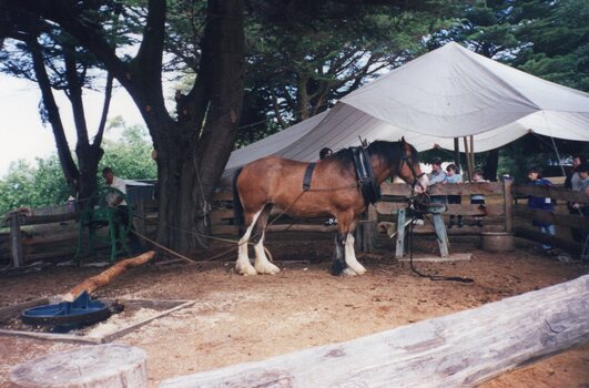 Photograph of a horse in a wooden pen