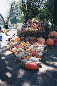 Photograph of pumpkins on a wagon