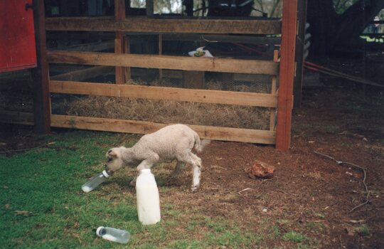 Photograph of a white lamb