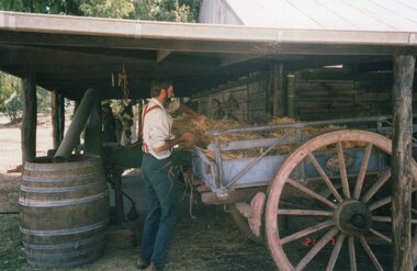 Photograph of a man loading hay into a cart