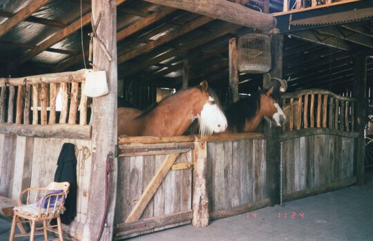 Photograph of two stabled horses