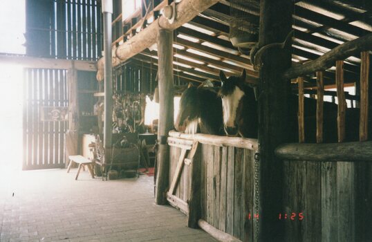 Photograph of two stabled horses