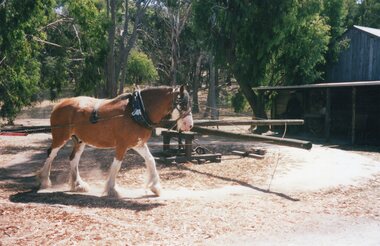 Photograph of a working horse