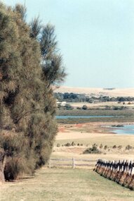 Photograph of a paddock and treeline