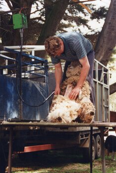 Photograph of sheep shearer