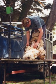 Photograph of sheep shearer