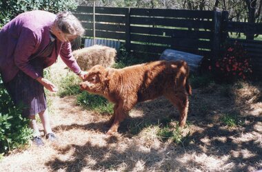 Photograph of woman petting a calf