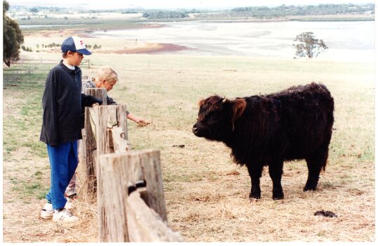 Photograph of two boys and a cow