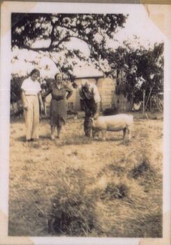 Photograph of three people and a pig