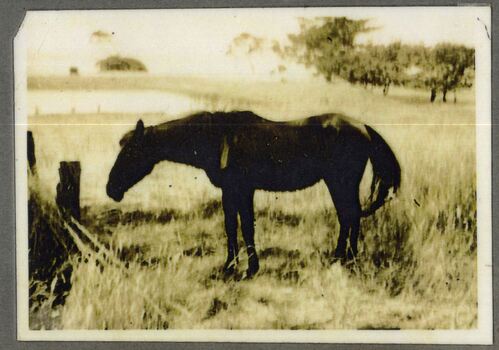 a photograph of a horse