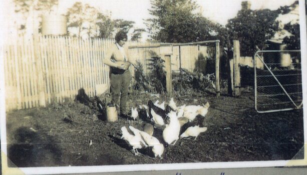 photograph of woman and chickens