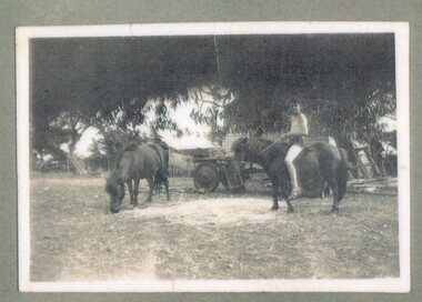 Photograph of two horses and man