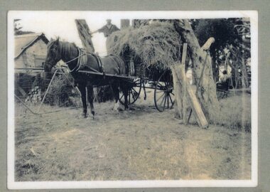 Photograph of horse, cart, and hay