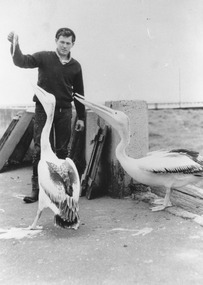 A man holds up a fish for two pelicans on the foreshore.