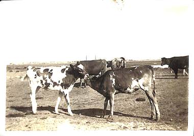 Photograph - Cows grazing, Butcher family farm, Fisherman's Bend, 1920s